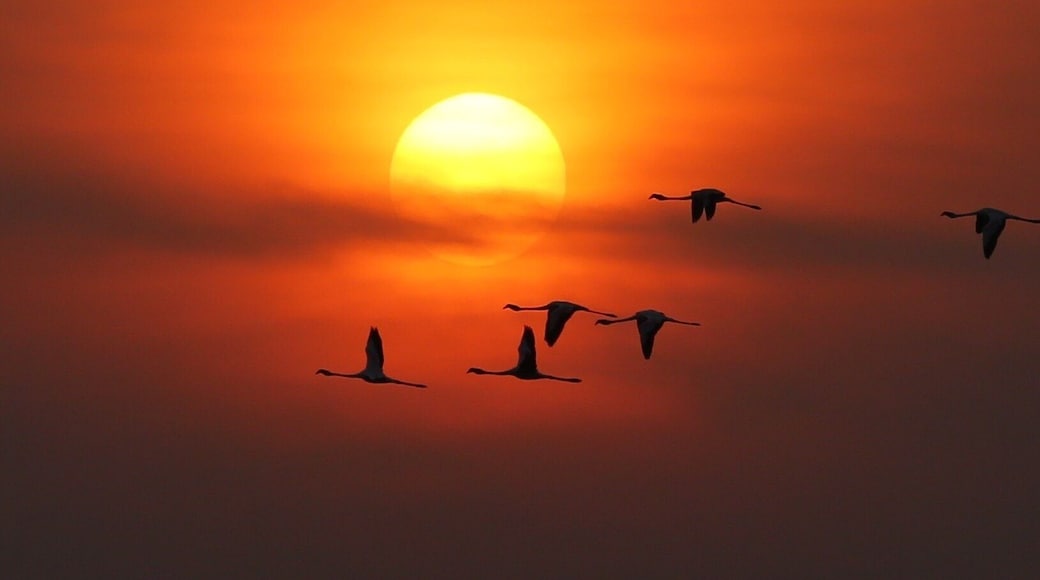Thjs pictures in some way conveys the speed of the flying flamingoes. The different position of wings of pairs of flamingoes gives a impression of speed even though there is no motion blurt in the pic.