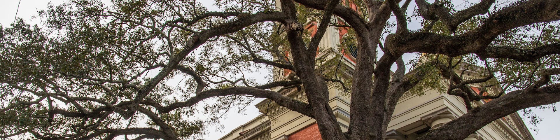 A large tree outside of The Cathedral-Basilica of the Immaculate Conception with a black fence and apartment buildings in Mobile Alabama USA