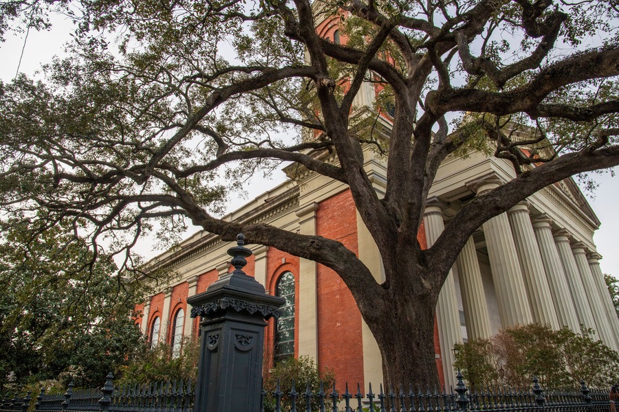 A large tree outside of The Cathedral-Basilica of the Immaculate Conception with a black fence and apartment buildings in Mobile Alabama USA