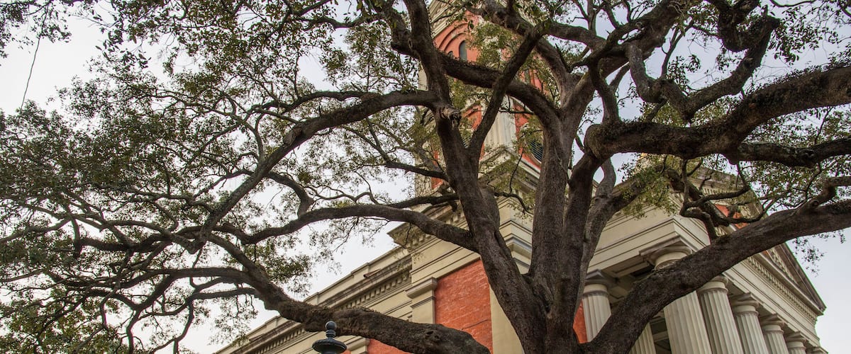 A large tree outside of The Cathedral-Basilica of the Immaculate Conception with a black fence and apartment buildings in Mobile Alabama USA