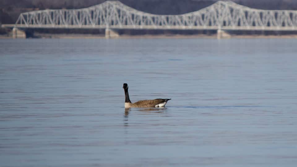 A goose swimming in a body of water with a bridge in the background.