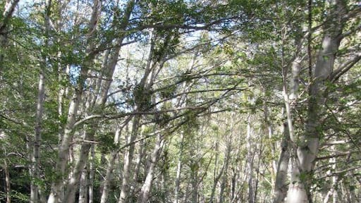 nice little escape from the city... #california #mountains #creek #forest #hiking