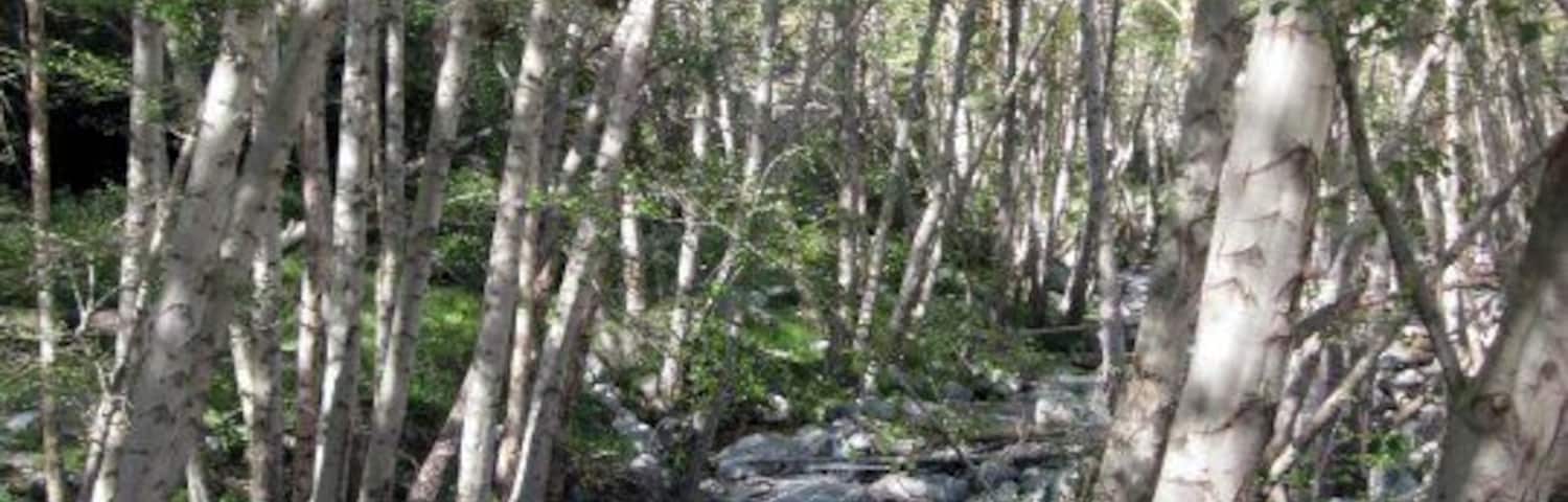 nice little escape from the city... #california #mountains #creek #forest #hiking