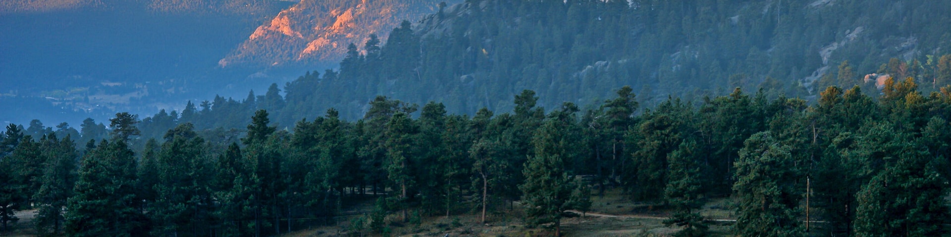 Elk herd in frosted grass meadow in Rocky Mountain National Park with Long's Peak turning a bright orange as it catches the morning sun, while the elk graze in valley near Estes Park, Colorado