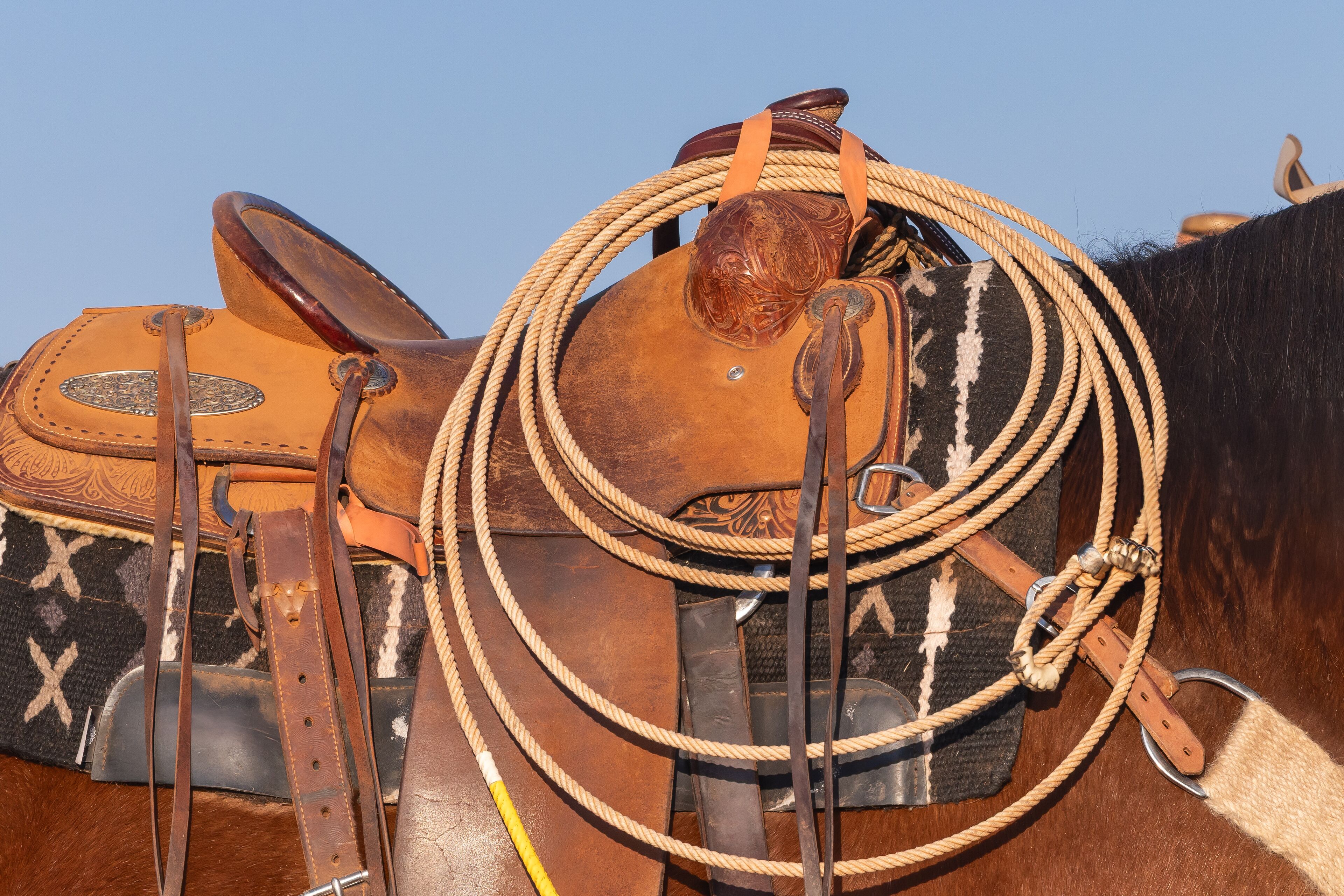 Coiled lasso on a horse's saddle.