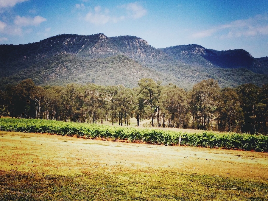 View from one of the wineries in the Hunter Valley, NSW Australia
#RoadTrip #Australia #Vineyards