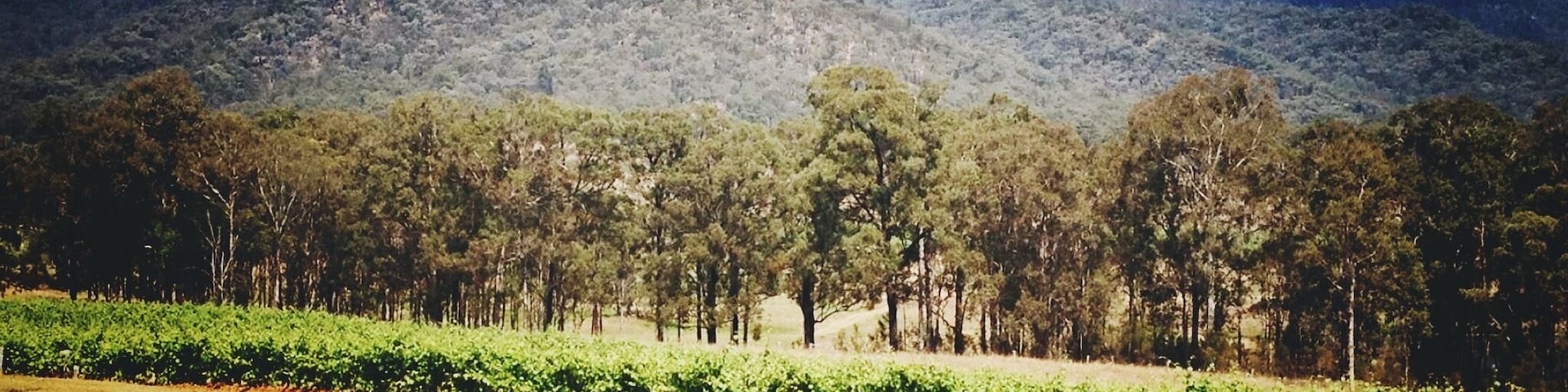 View from one of the wineries in the Hunter Valley, NSW Australia
#RoadTrip #Australia #Vineyards