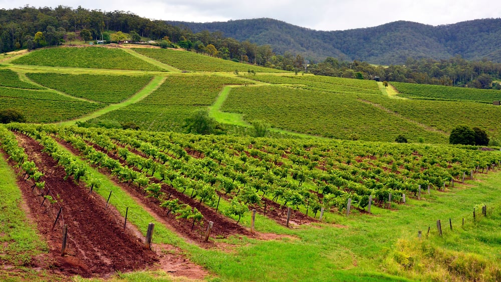 Vineyards in Hunter Valley, New South Wales, Australia.