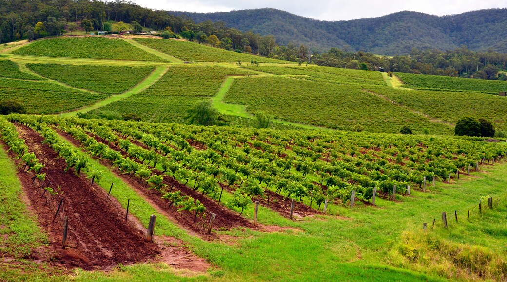 Vineyards in Hunter Valley, New South Wales, Australia.
