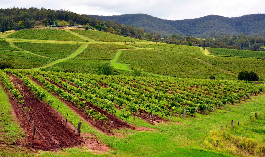 Vineyards in Hunter Valley, New South Wales, Australia.