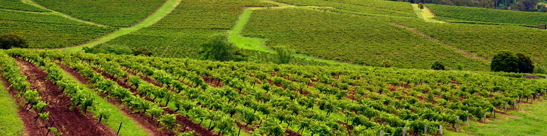 Vineyards in Hunter Valley, New South Wales, Australia.
