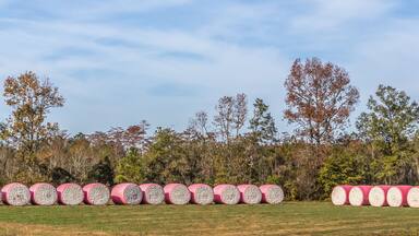 Panoramic view of a row of cotton bails along the road in Flomaton, Alabama.