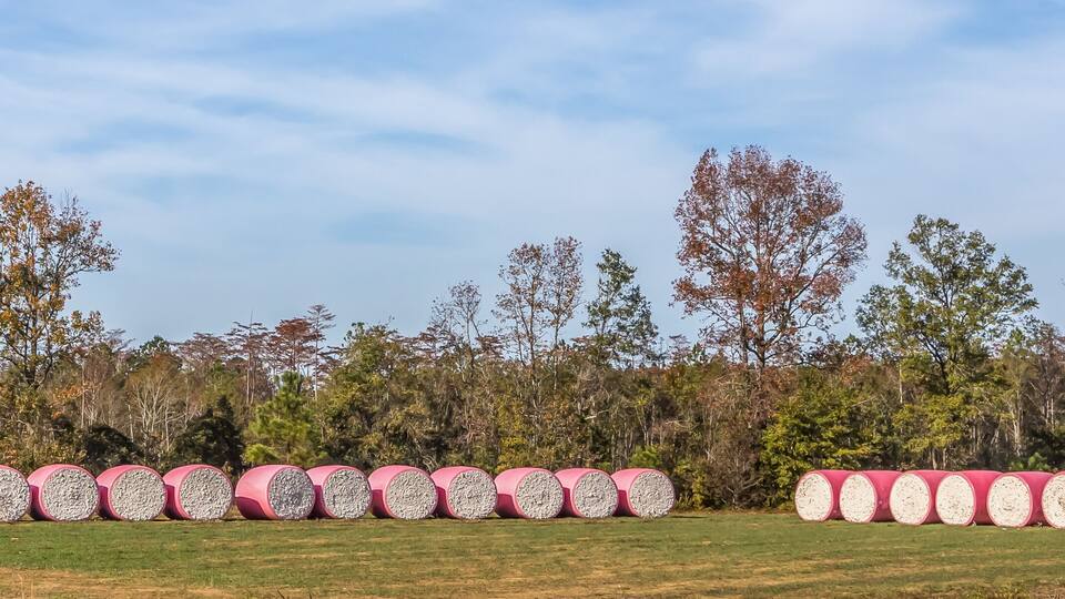 Panoramic view of a row of cotton bails along the road in Flomaton, Alabama.