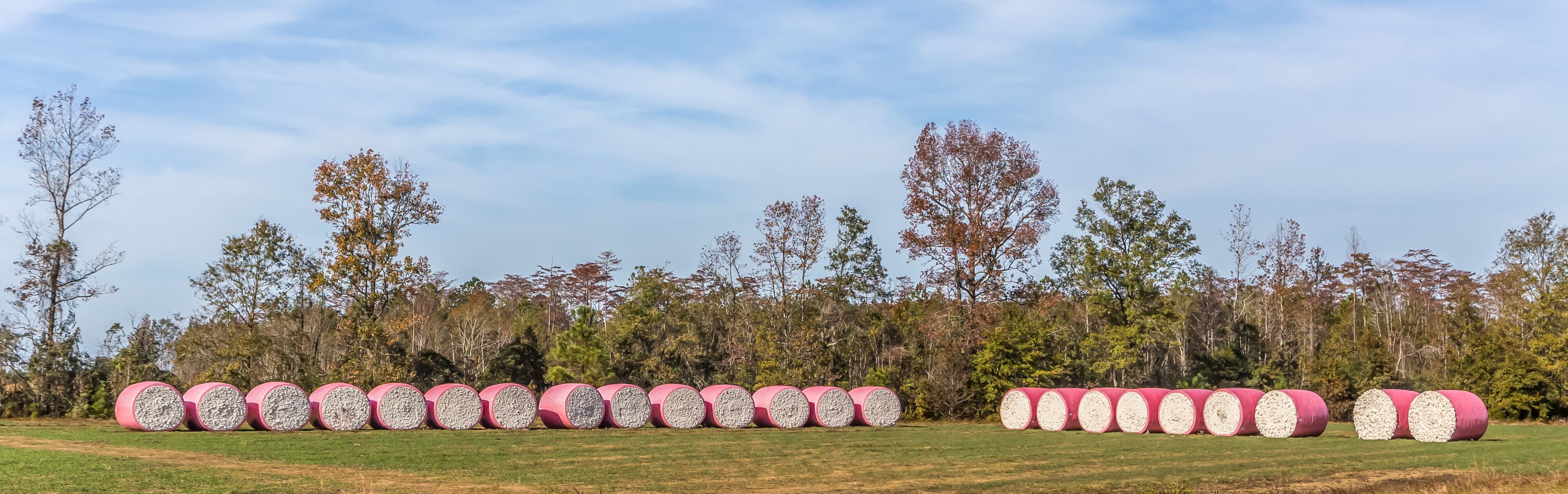A field of pink hay bales in a rural setting with trees in the background.
