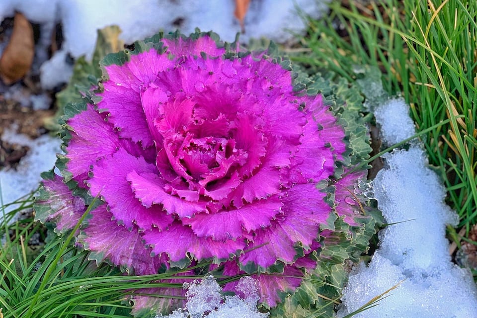 Uma flor rosa vibrante em meio a um terreno coberto de neve.