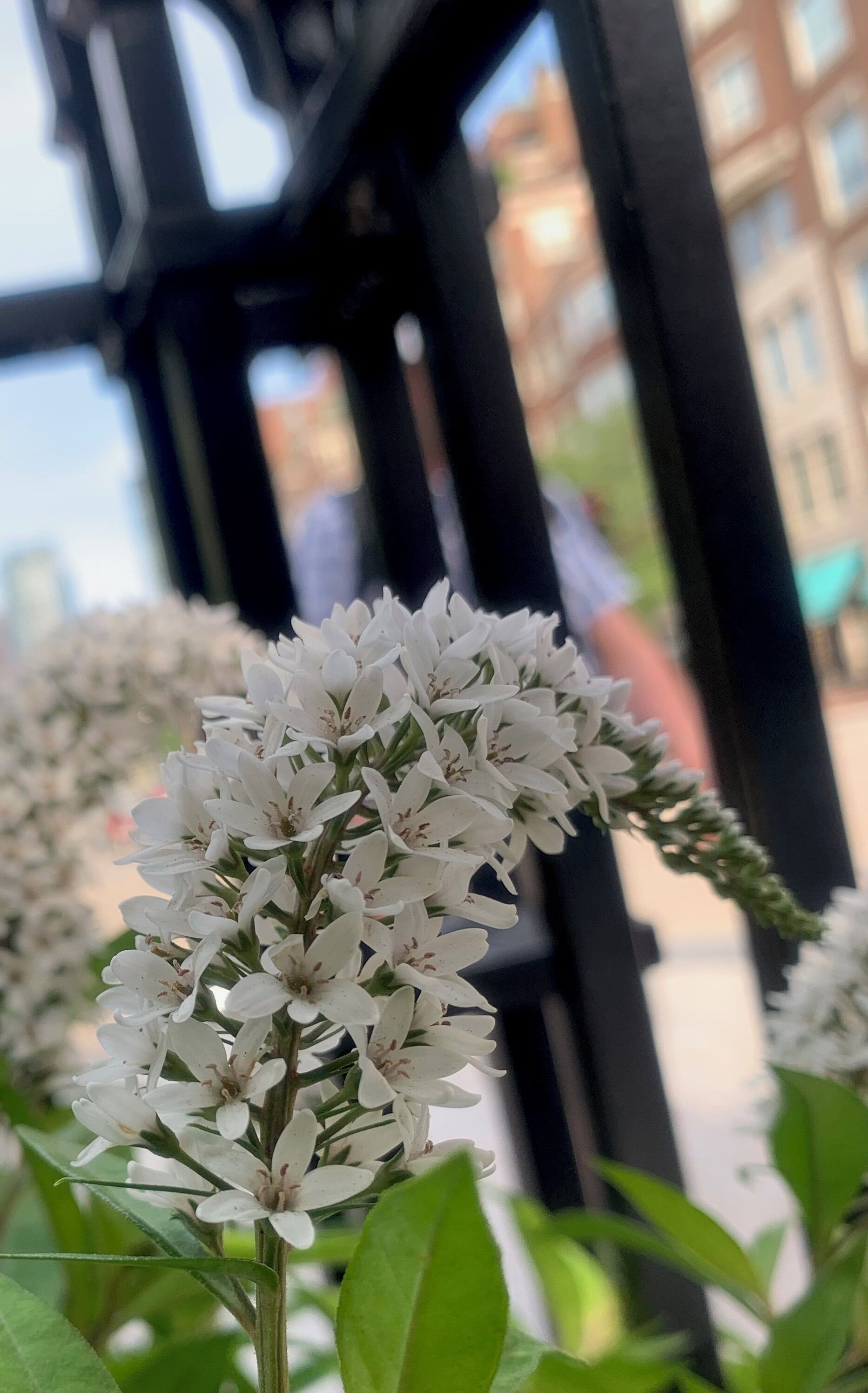 Looks like a duck head

#flower