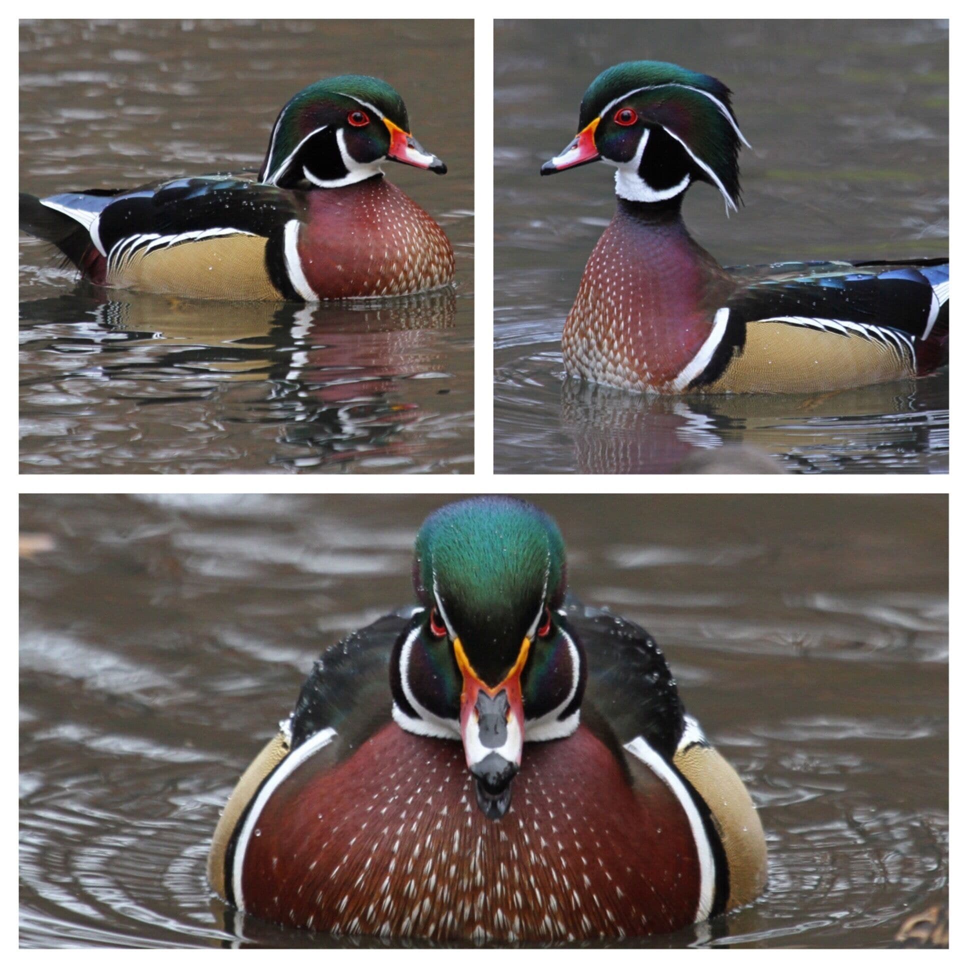 Jamaica Hills - Pond