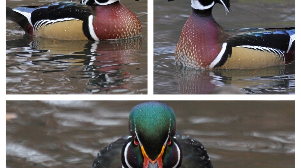 Jamaica Hills - Pond