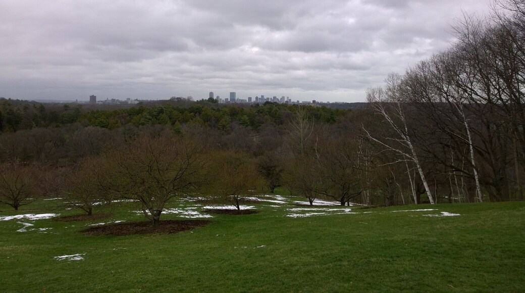 The view of the Boston skyline nearly five miles away from atop the 240ft peak of Peters Hill, the tallest point in Arnold Arboretum.