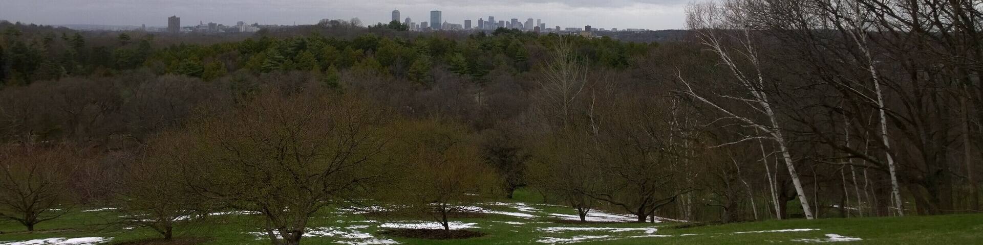 A park with green grass, trees, and a distant city skyline.