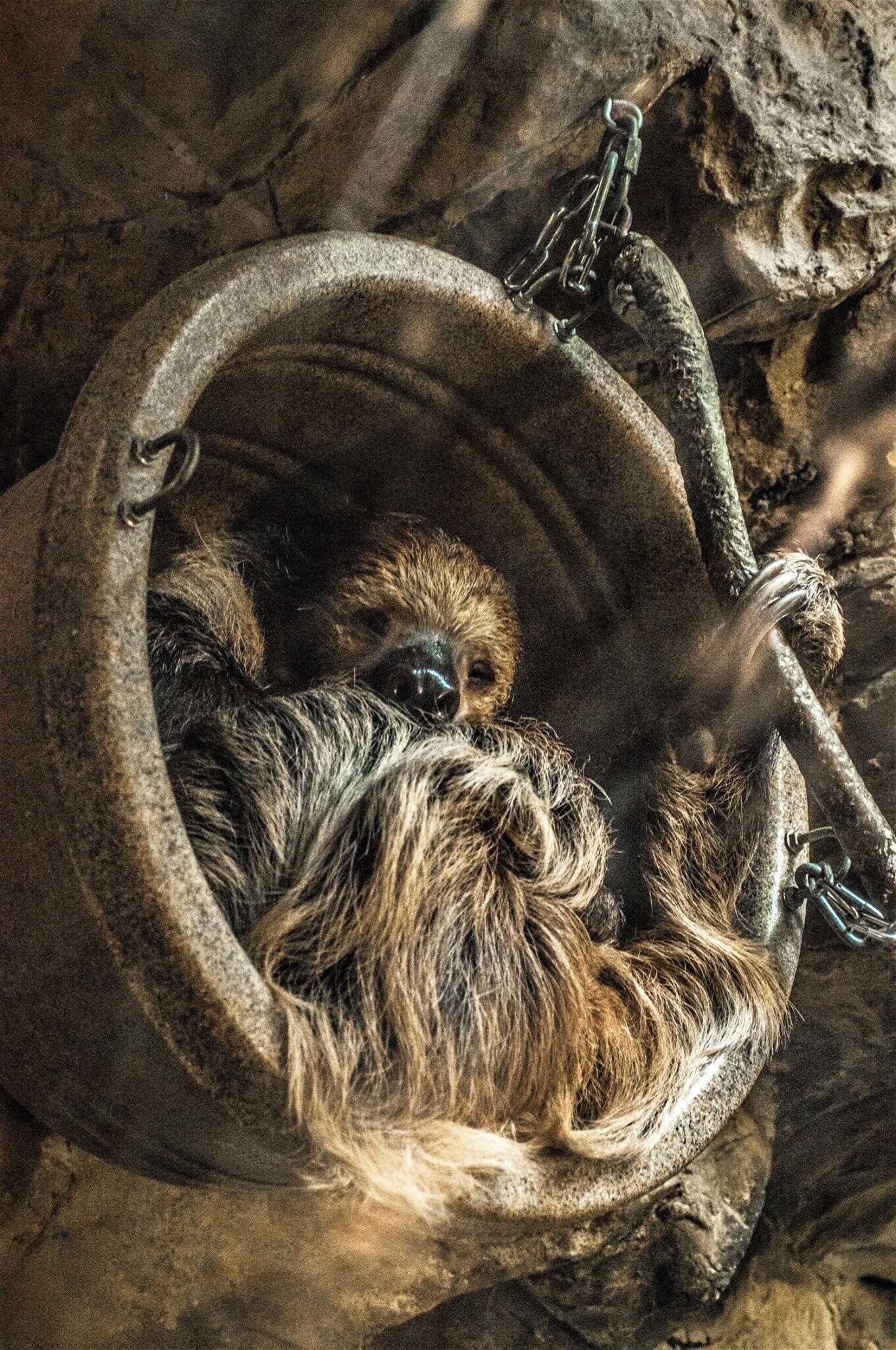 Awe cute Sloth!! A nice visit to Franklin Zoo! A sweet little trip if you only have a few hours to kill!!!