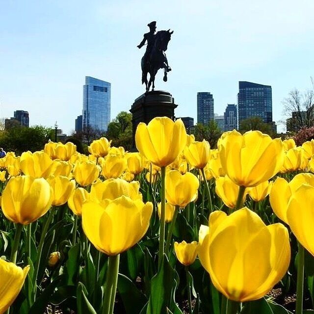 The tulips are up and the Swan Boats are a boatin’ in Boston’s Public Garden