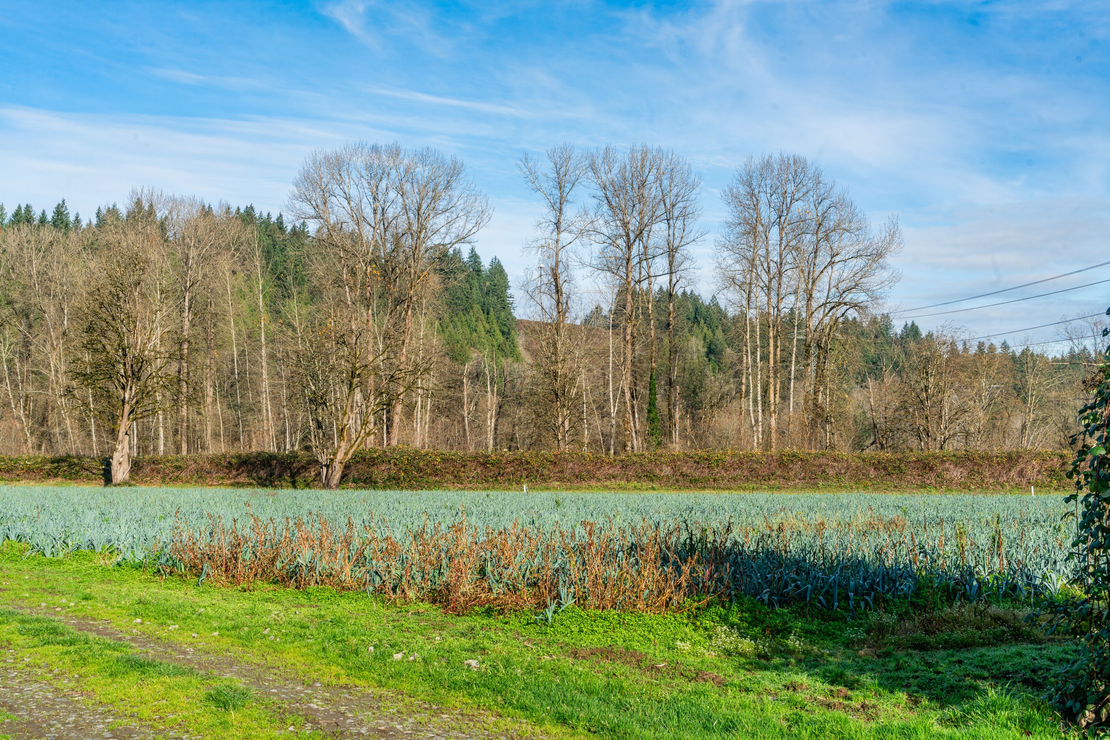 Winter Farmland Landscape 4
