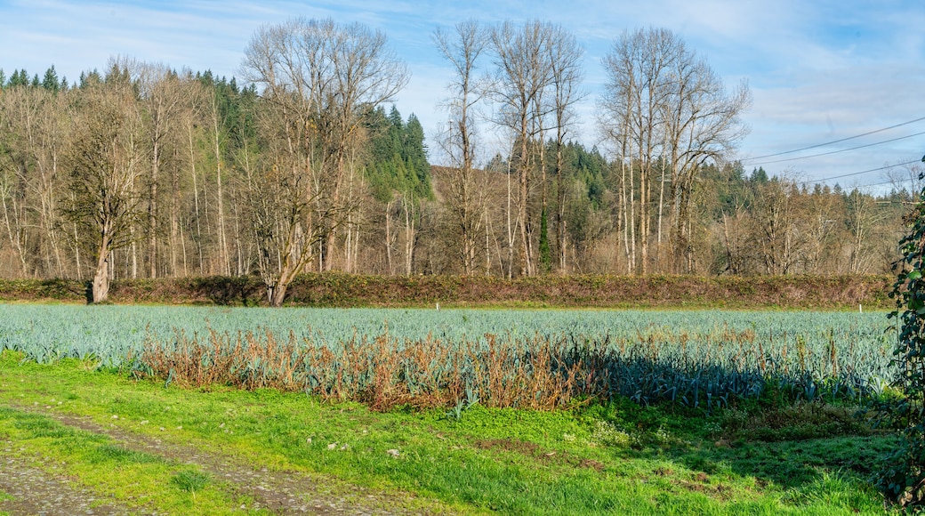 Winter Farmland Landscape 4