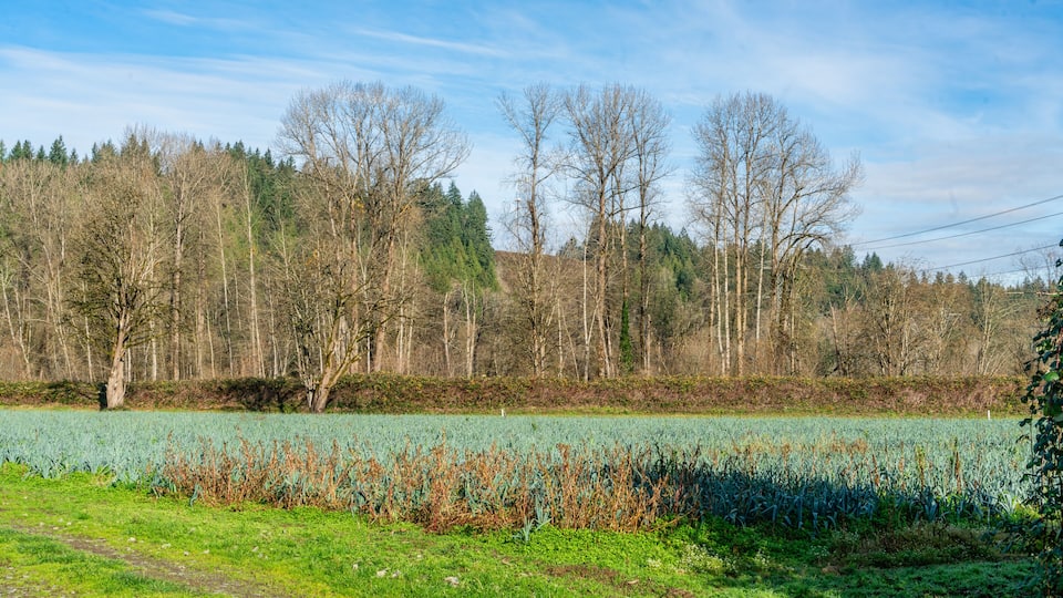 A rural landscape with a field, trees, and a clear sky.