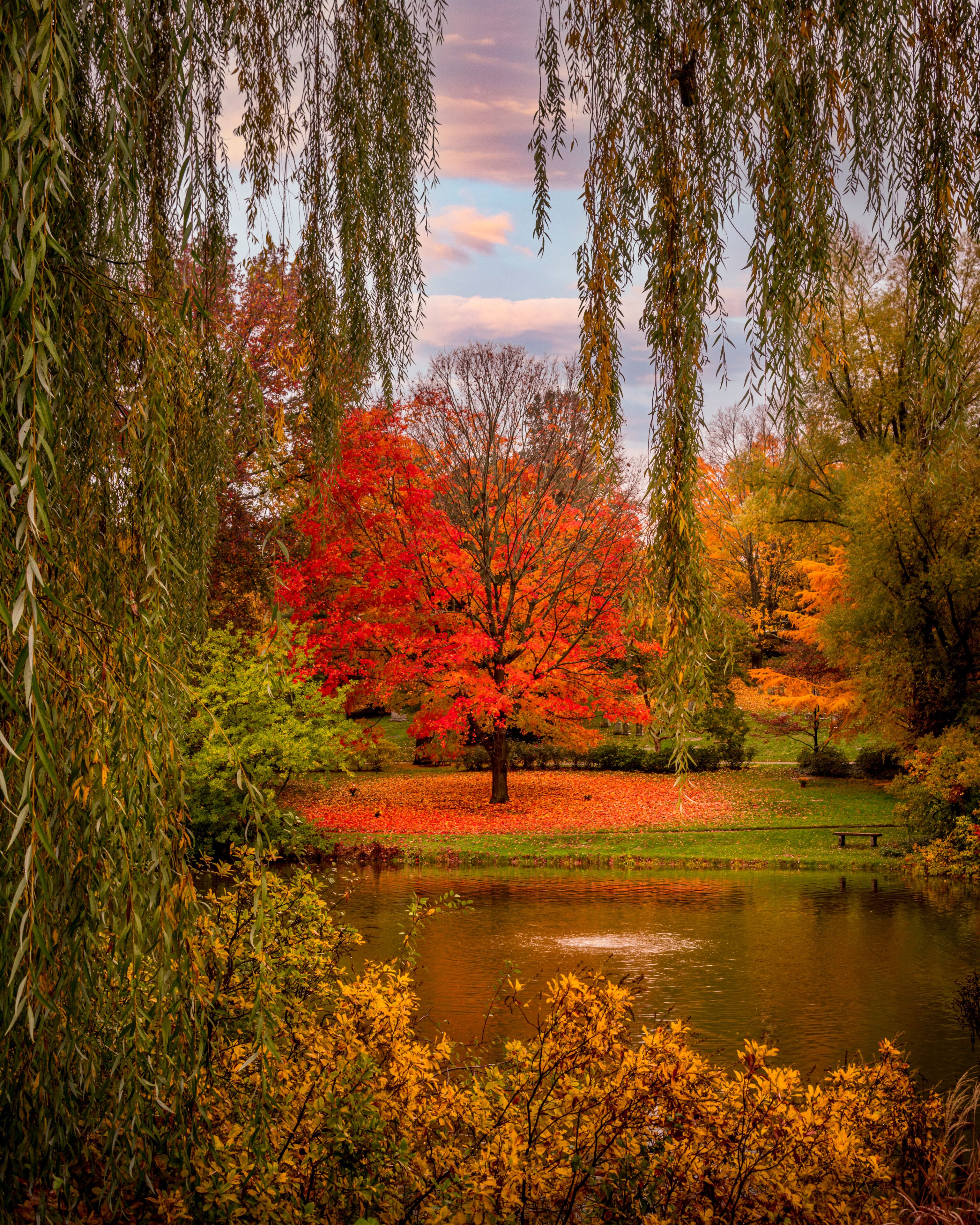 A serene park with a pond, vibrant autumn foliage, and a prominent red tree.