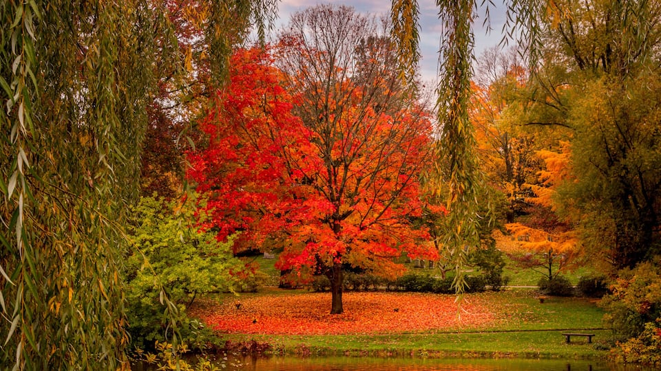 A serene park with a pond, vibrant autumn foliage, and a prominent red tree.