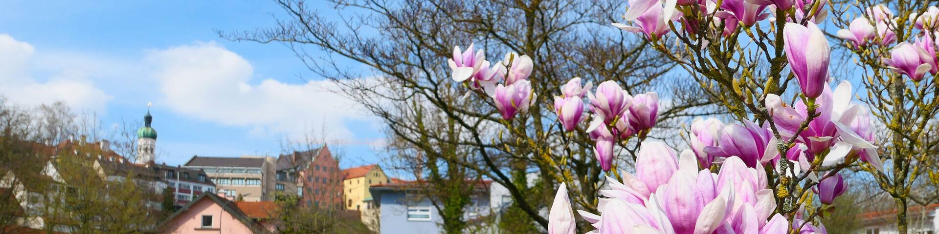 Der blühende Magnolienbaum in Dachau