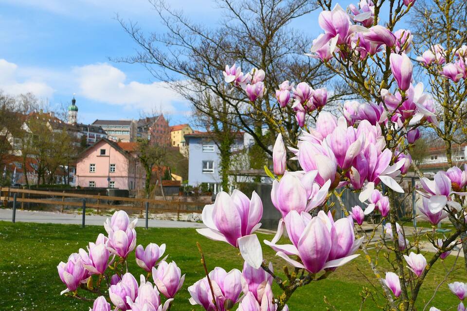 A park with blooming pink magnolia trees and buildings in the background.