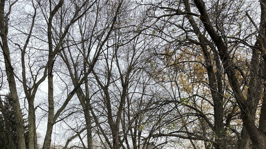 Apparently this is the year they are going to do a bigger museum.