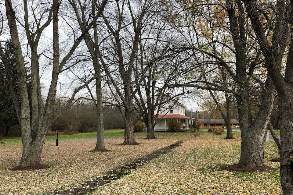 A park with leaf-covered ground and leafless trees.