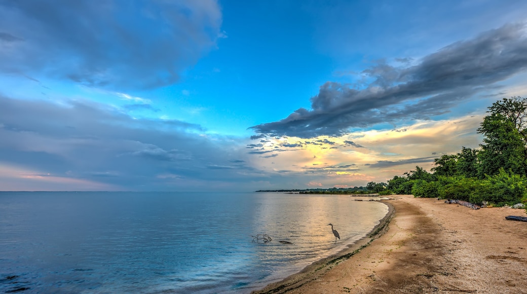 Blue Heron on a Chesapeake Bay beach at sunset