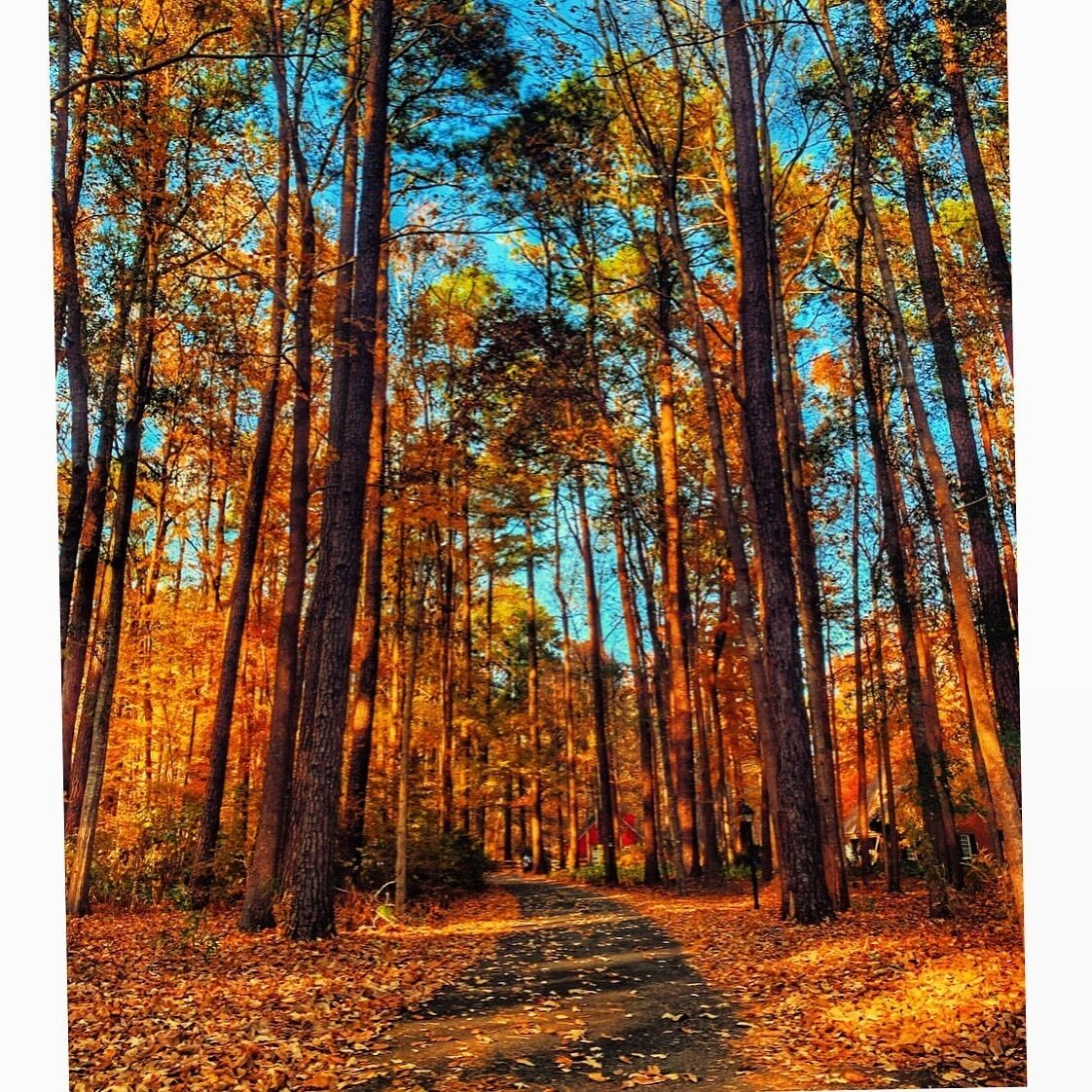Hidden Gems.

#trovember #chesapeake #virginia #november #fall #golden #hiddengems