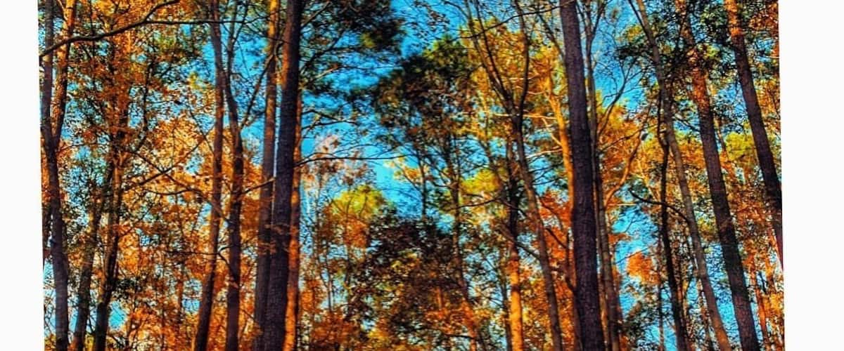 Hidden Gems.
#trovember #chesapeake #virginia #november #fall #golden #hiddengems