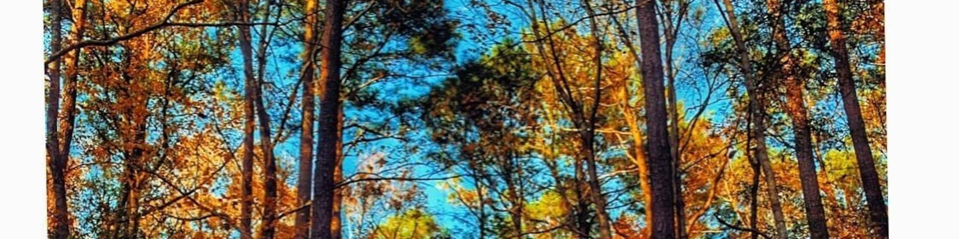 Hidden Gems.
#trovember #chesapeake #virginia #november #fall #golden #hiddengems