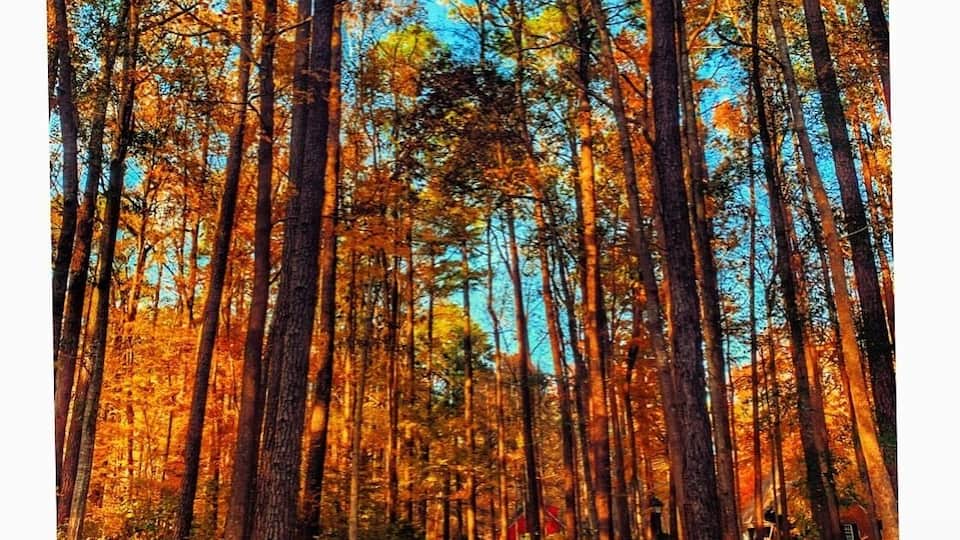 Hidden Gems.
#trovember #chesapeake #virginia #november #fall #golden #hiddengems