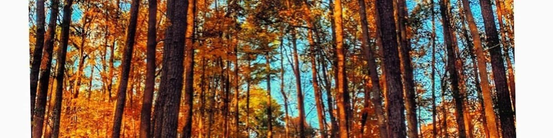 Hidden Gems.
#trovember #chesapeake #virginia #november #fall #golden #hiddengems