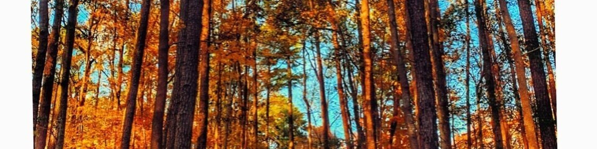 Hidden Gems.
#trovember #chesapeake #virginia #november #fall #golden #hiddengems