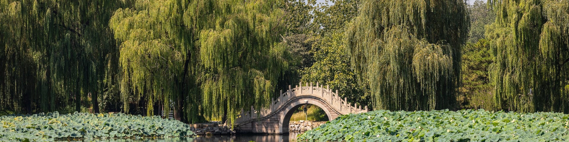 Eine alte kaiserliche Brücke unter Trauerweiden im schönen Naturpark des alten Sommerpalastes in Peking auf einem See, welcher mit grünen Seerosen, Wasserlilien sowie Lotusblumen bewachsen ist.