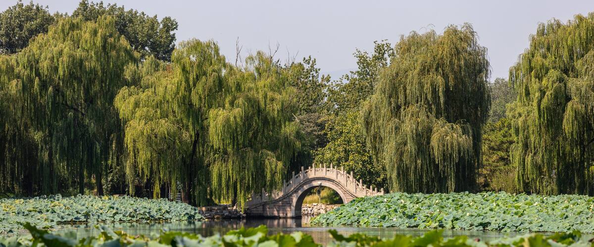 A stone bridge over a pond with lotus flowers in the foreground and willow trees in the background.