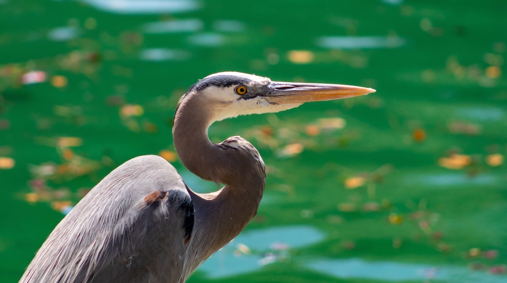 Great Blue Heron hunting for fish at the edge of the water. A large bird with gray, white and yellow markings. Maricopa County, Chandler, Arizona. Summer of 2018.