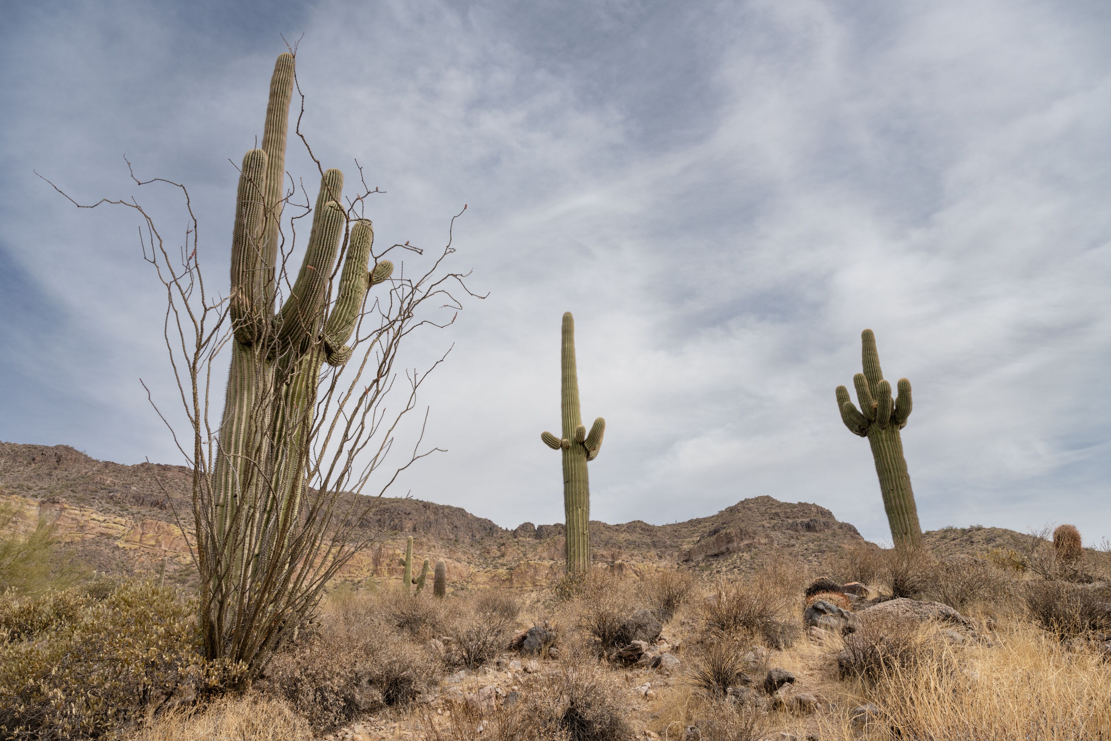 Saguaro Cactus Trio in Rocky Terrain Blue Sky, Arizona Desert