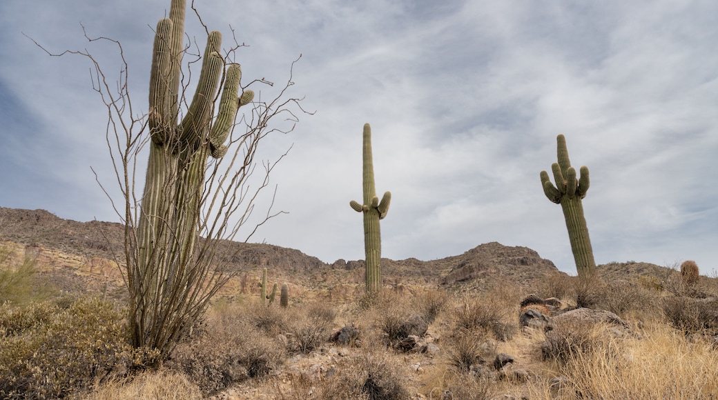 Saguaro Cactus Trio in Rocky Terrain Blue Sky, Arizona Desert