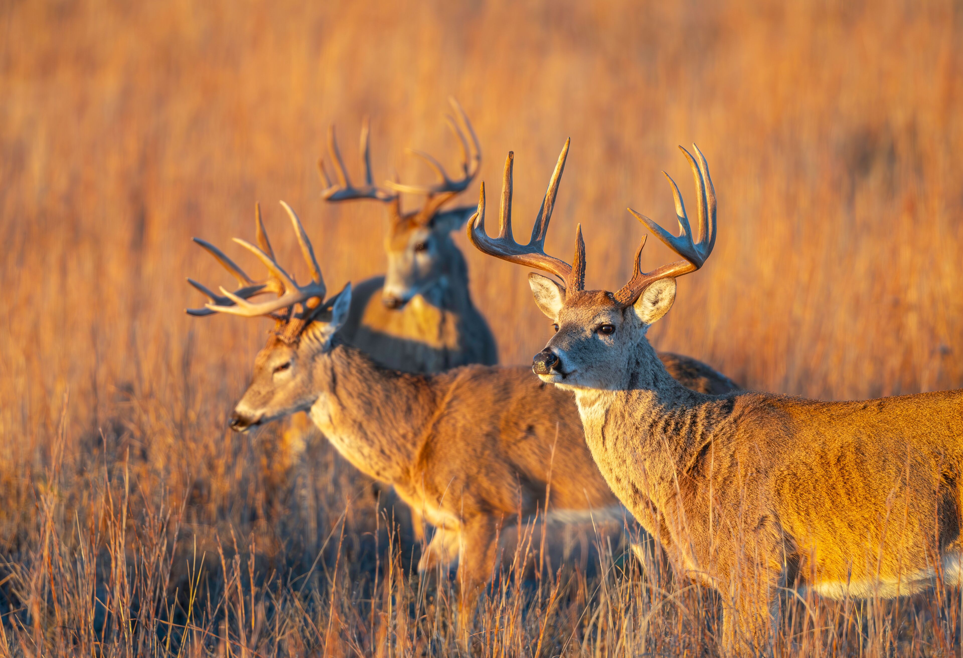 Buck
