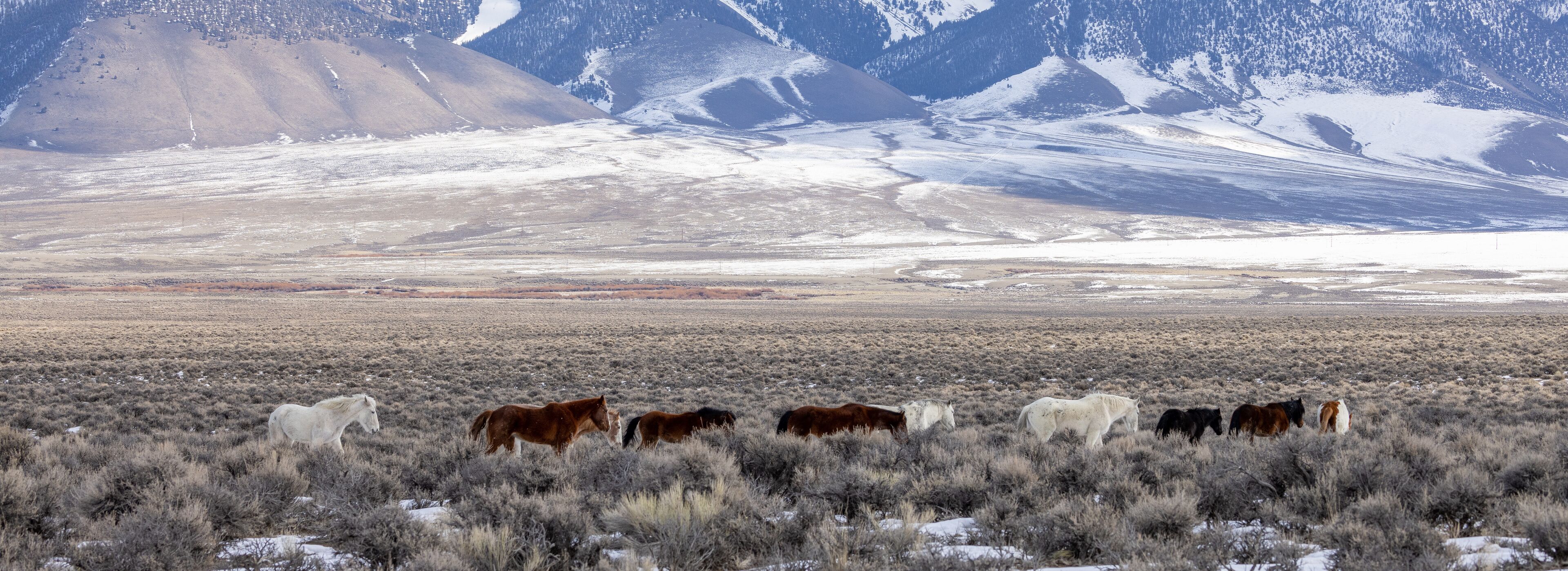 Beautiful Wild Horses Near Challis Idaho in Winter