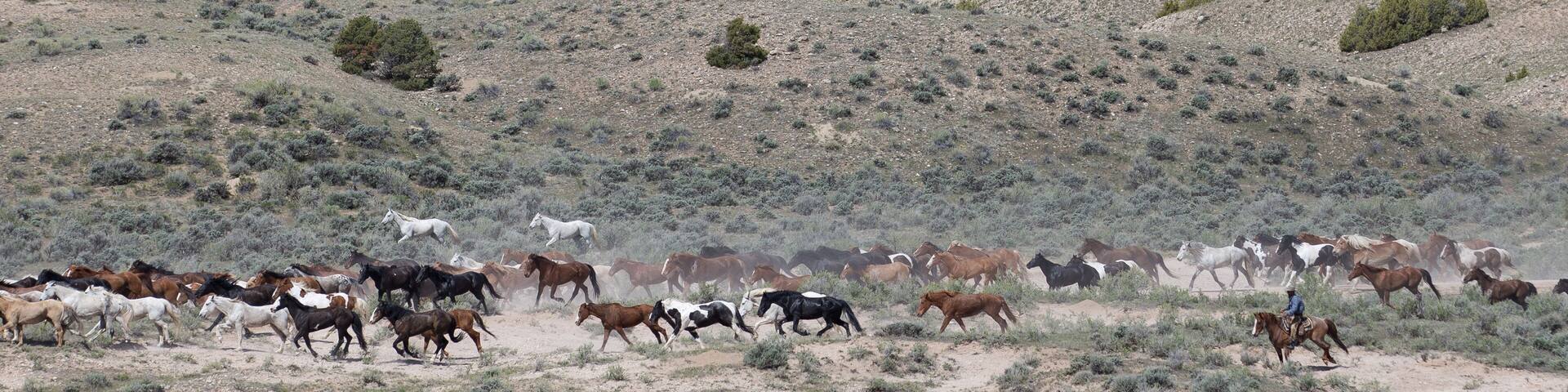 Herd of horses galloping with cowboy.